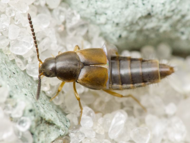 Aleocharinae Fleming, 1821